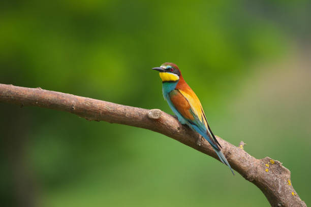 istock European Bee-Eater - Merops Apiaster on a branch , exotic colorful migratory bird 1288802892