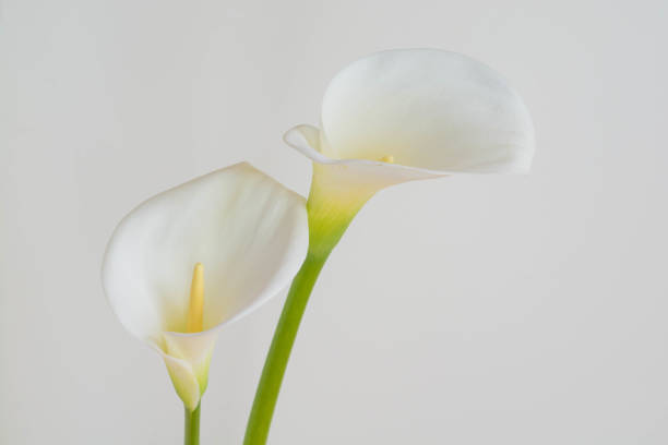 White calla lilies on white background White calla lilies on white background calla lily stock pictures, royalty-free photos & images