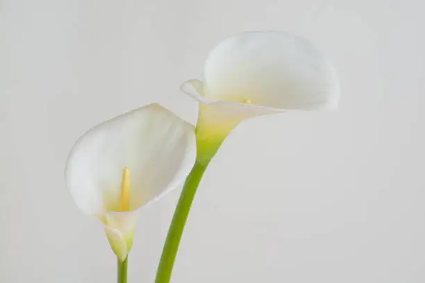 White calla lilies on white background