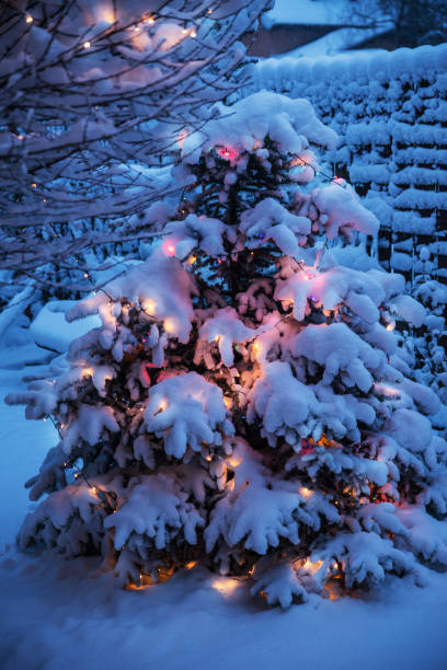istock New Year tree covered with snow and decorated with Christmas lights. 1288804905