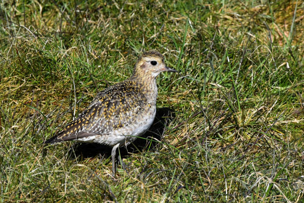 istock European golden plover (Pluvialis apricaria) 1288805605