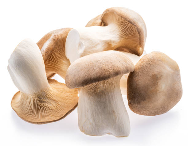 istock King oyster mushrooms isolated on white background. 1288805684