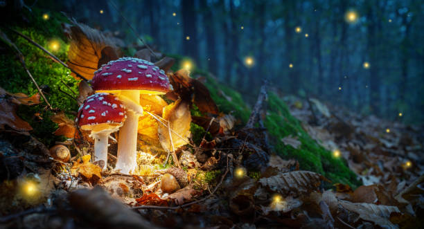 istock Mystical fly agarics glow in a mysterious dark forest. Fairytale background for Halloween. 1288805718
