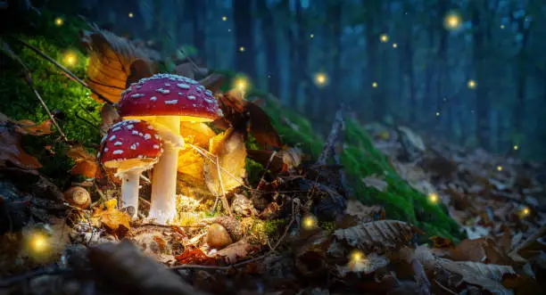 Photo of Mystical fly agarics glow in a mysterious dark forest. Fairytale background for Halloween.