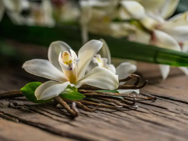 Dried vanilla sticks and vanilla orchid flower on a wooden table. Close-up.