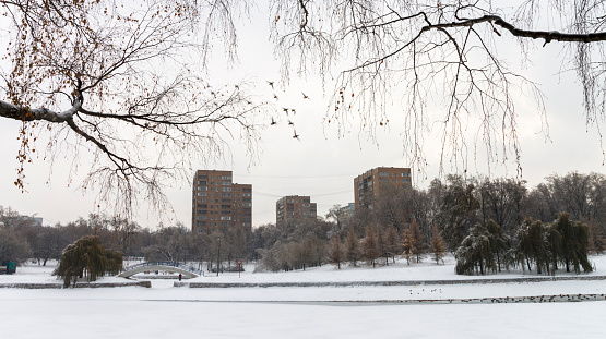 Winter cityscape. A flock of ducks flies over a frozen pond. The trees and the ground are covered with heavy snow.
