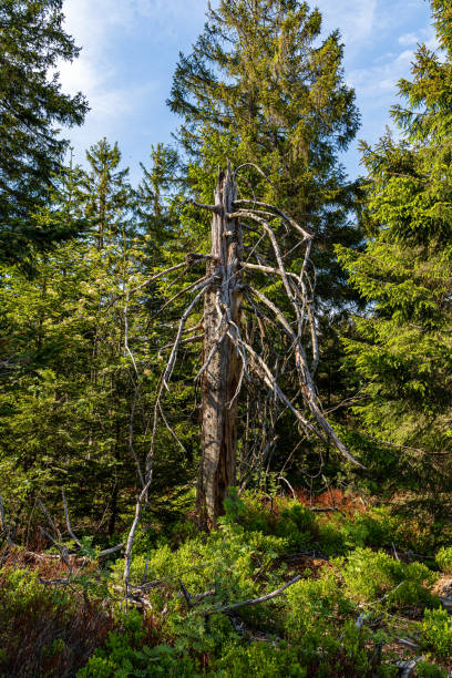 istock Landscape scenery in the Black Forest, Germany 1288806003
