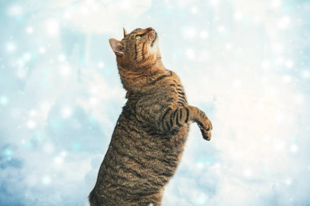 istock Cat begging outdoors in snowy winter. Funny cat playing with snow 1288806418