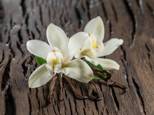 istock Dried vanilla sticks and vanilla orchid on wooden table. 1288806516