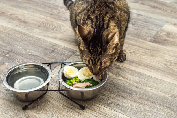 Close-up of a cat eating natural food on the kitchen floor stock photo