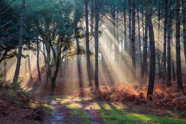 beautiful rays of the sun passing through the forest