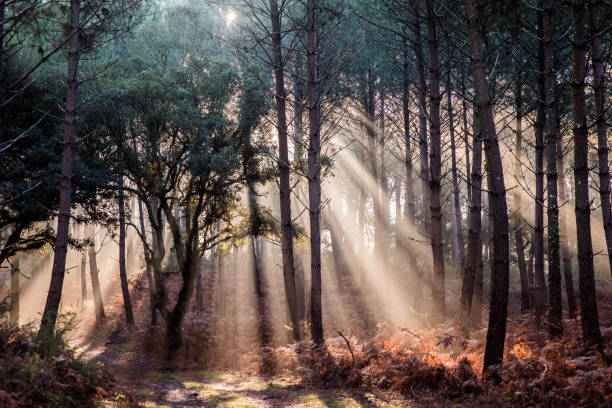 istock beautiful rays of the sun passing through the forest 1288808277