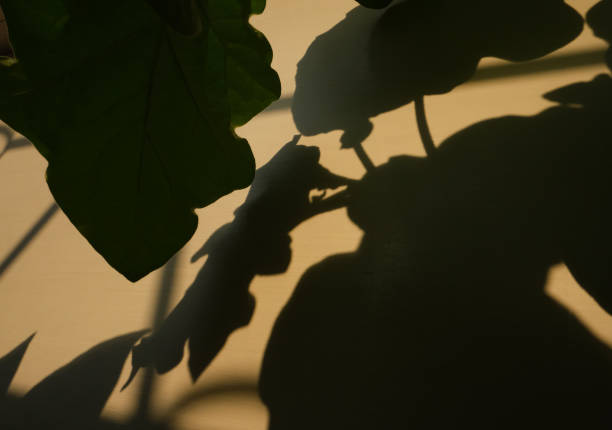 istock Blurred view, Light and shadow concept. Abstract shadow background of natural plants leaves  falling on  wall texture for background and wallpaper. 1288808959