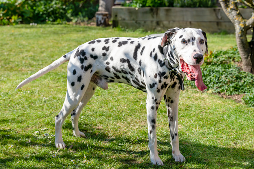 An adult Dalmatian dog with its tongue out panting on a very hot day during UK lockdown 1.0.