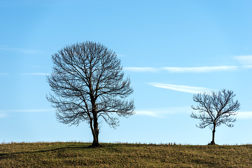 Two bare trees on a meadow in autumn on the Lessinia Plateau, Regional Natural Park, Alps, Verona Province, Veneto, Italy, Europe.