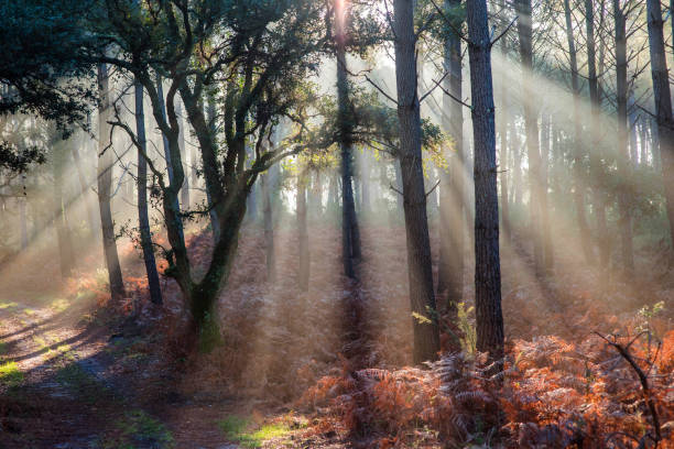 istock beautiful rays of the sun passing through the forest 1288809218