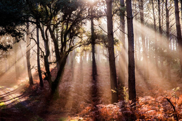 istock beautiful rays of the sun passing through the forest 1288809220