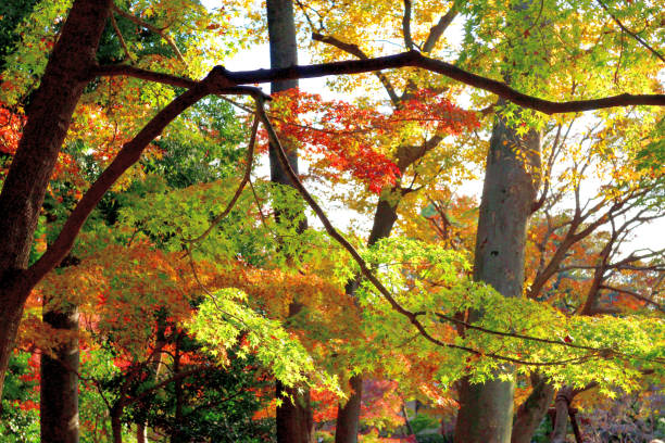 istock Autumn Leaf Color of Park, Tokyo 1288809775