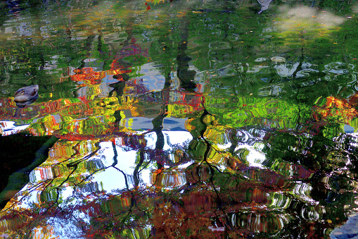 The reflection of autumn leaf color on the surface of pond with wave.
This photo was taken at Otaguro Park in Tokyo. The site of Otaguro Park was originally the residence of Mr Motoo Otaguro, a music critic, but it has since been converted to a public park (free of charge) under the management of Suginami ward office of Tokyo Metropolitan government.