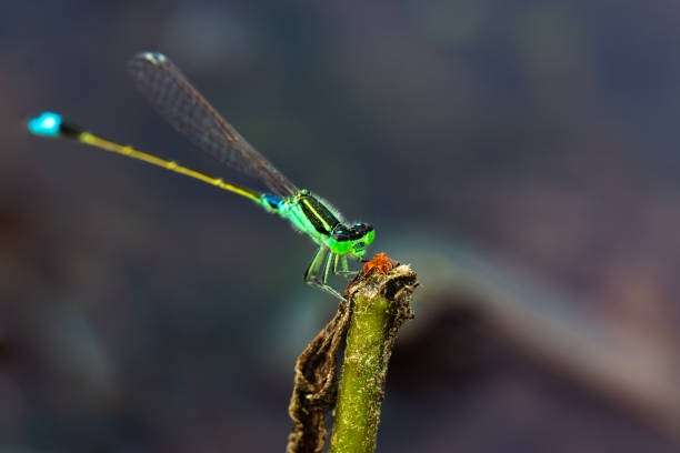 istock A tiny green dragonfly was holding on to a broken branch, 1288810609