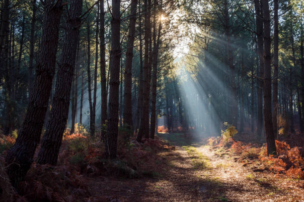 istock beautiful rays of the sun passing through the forest 1288810717
