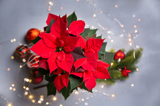 Red poinsettia flower and festive Christmas arrangement with sparkling garland on gray background. Top view, copy space.