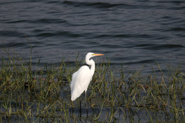 istock The heron on Man Sagar Lake (Jaipur, Rajasthan India) 1288811596