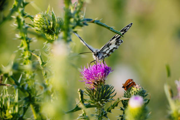 Marbled White Butterfly and Two Common Red Soldier Beetle Marbled White Butterfly and Two Common Red Soldier Beetle rhagonycha fulva stock pictures, royalty-free photos & images