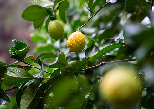 Close-up view of green assam lemon, Kaji nemu with it's leaves ( Nemu tenga, Gol nemu, Green lemons )