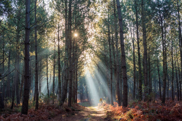 istock beautiful rays of the sun passing through the forest 1288811905