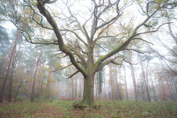 grand chêne dans la forêt de pin - glade forest oak tree tree photos et images de collection