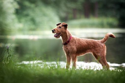 Irish Terrier stands on the shore of the lake in the warm summer