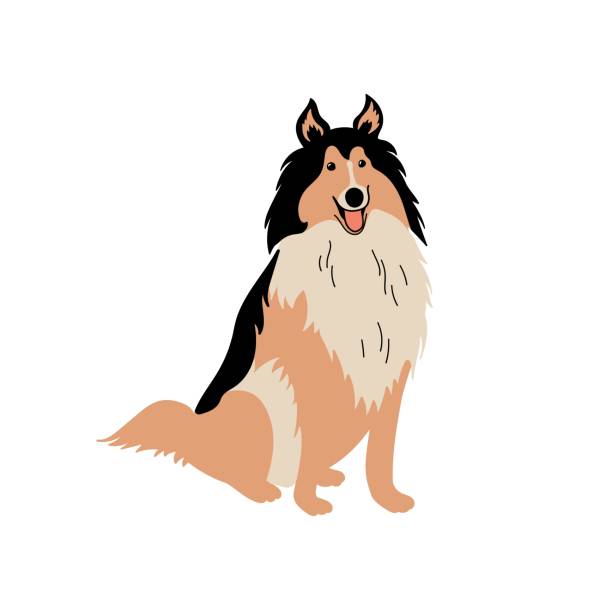 ilustrações, clipart, desenhos animados e ícones de vetor bonito collie. raças de cães. ilustração de doodle isolada em fundo branco - collie