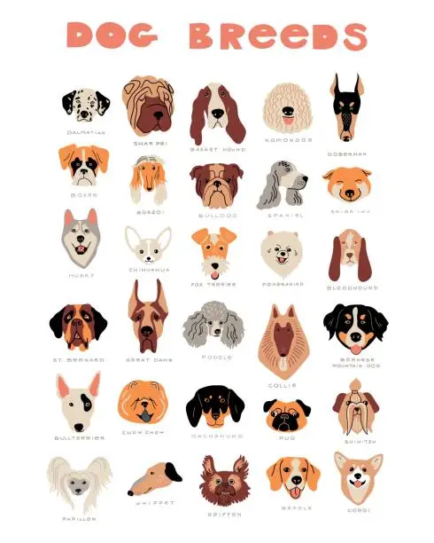 Vector illustration of Vector cartoon dog breeds. Cute doodle illustration. Set of different dog faces, front view