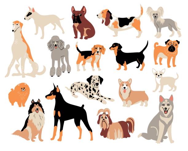 Vector cartoon dog breeds. Cute doodle illustration. Set of different dogs character Vector cartoon dog breeds. Cute doodle illustration. Set of different dogs character dog poodle pets cartoon stock illustrations