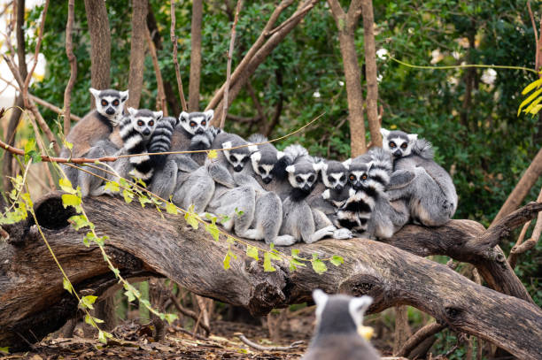 Group of ring-tailed lemurs sitting and hugging on a tree trunk Group of ring-tailed lemurs sitting and hugging on the trunk of a tree with another lemur in the foreground that seems to be taking a group photo of them lemur catta stock pictures, royalty-free photos & images