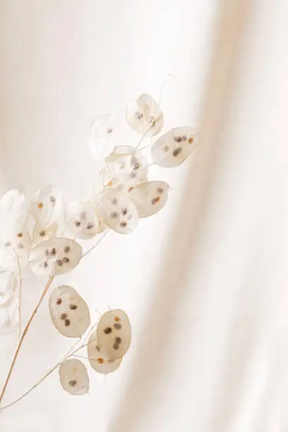 Dry lunaria on a pastel beige background. dry seed pods of lunaria with seeds visible. Floral minimal home interior boho style. Lunaria annua, moonwort. Selective focus