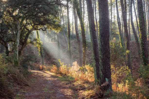 istock beautiful rays of the sun passing through the forest 1288814625