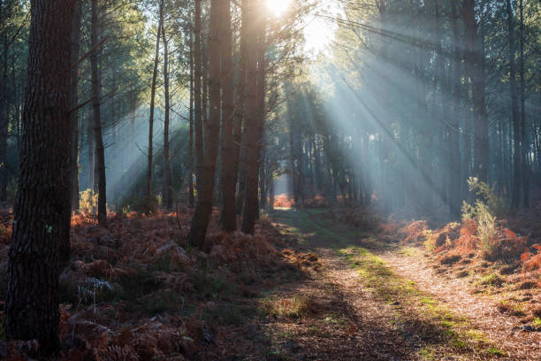 istock beautiful rays of the sun passing through the forest 1288815330