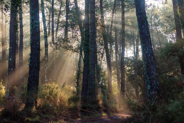 istock beautiful rays of the sun passing through the forest 1288815331