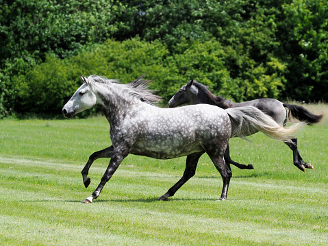 Two beautiful grey horses canter through a Summer paddock.