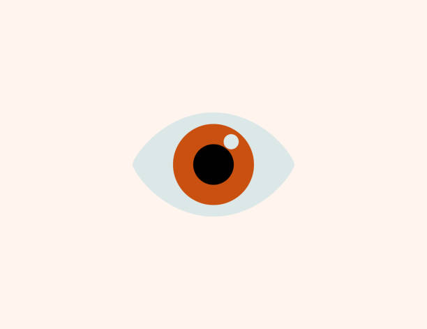 ilustraciones, imágenes clip art, dibujos animados e iconos de stock de icono vectorial de ojo. símbolo de color plano de ojo marrón humano realista aislado - vector - brown eyes