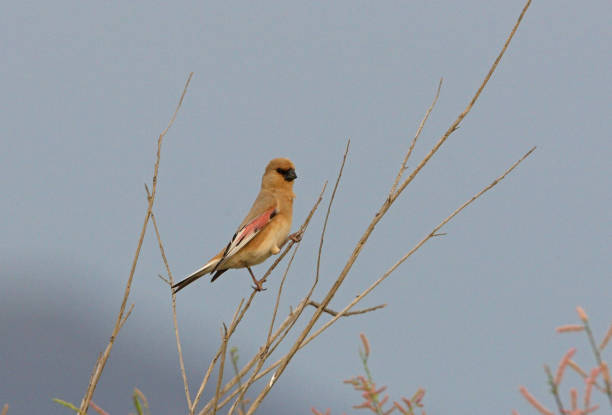 istock Desert Finch 1288816030