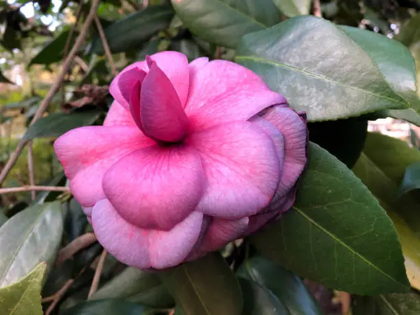Close up of Pink Camellia Flower.