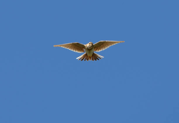 Eurasian Skylark Eurasian Skylark (Alauda arvensis dulcivox) adult in song flight"n"nLake Alakol, Kazakhstan         June alauda stock pictures, royalty-free photos & images