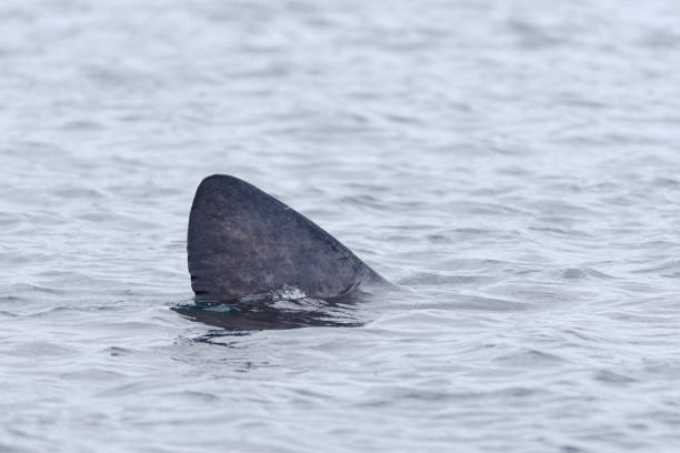 istock 1 - Left to right basking shark dorsal fin, emerging from the sea 1288817185