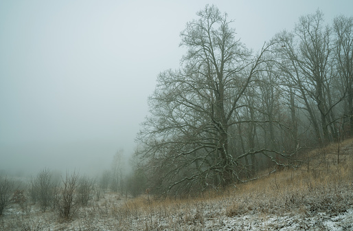 A huge oak tree on the edge of the forest is shrouded in fog at noon.