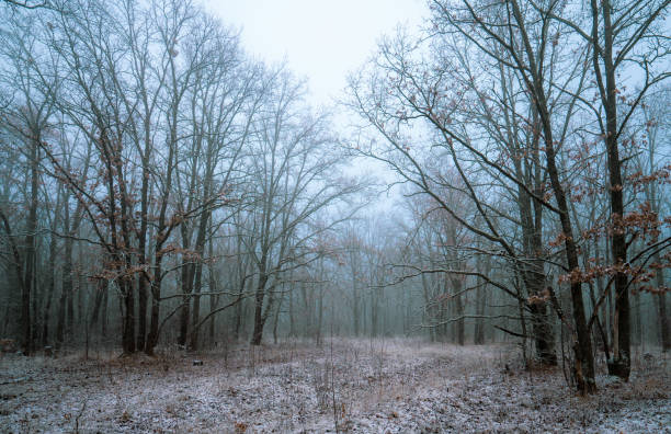A blue mist descended with the first snow into the oak forest.