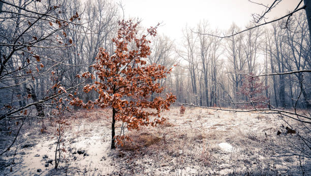 istock A young oak tree with orange foliage stands on the snowy edge 1288819905