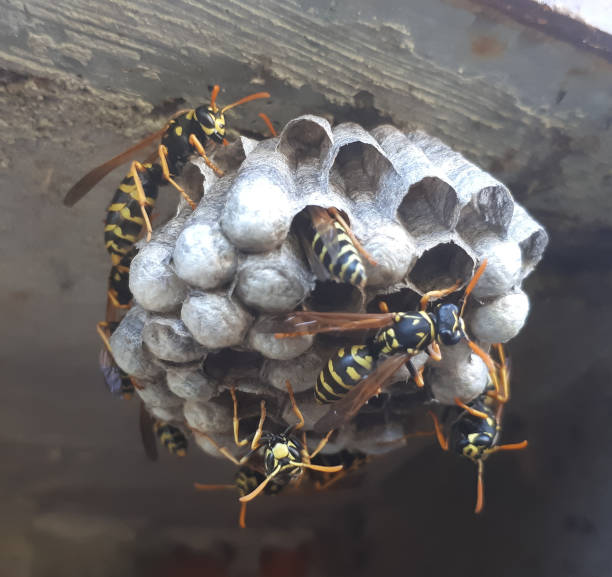 istock wasp sitting on wasp nest close up. Animal colony, macro 1288820243